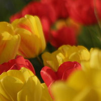 Buy canvas prints of Tulips by Ralph Jackson