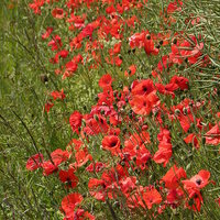 Buy canvas prints of Poppies by Ralph Jackson