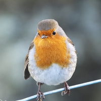 Buy canvas prints of Robin by Ralph Jackson