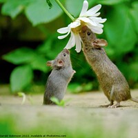 Buy canvas prints of Wild mouse reacjing up to a daisy flower by Gerald Robinson