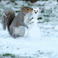 Buy canvas prints of Grey squirrel building a snow squirrel in the snow by Gerald Robinson