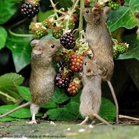 Buy canvas prints of Mice on blackberries by Gerald Robinson