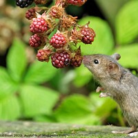 Buy canvas prints of Mouse and the blackberries by Gerald Robinson