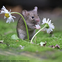 Buy canvas prints of A small mouse with a daisy by Gerald Robinson