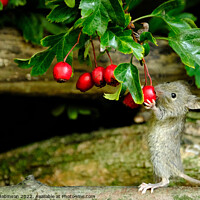 Buy canvas prints of Mouse feeding on berries by Gerald Robinson