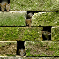 Buy canvas prints of Mice in the wall by Gerald Robinson