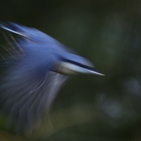 Buy canvas prints of Nuthatch in motion by Gerald Robinson