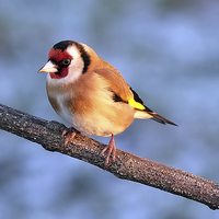 Buy canvas prints of  Goldfinch in the winter sun by Gerald Robinson