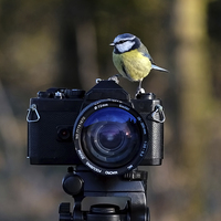 Buy canvas prints of  Bird on film camera by Gerald Robinson
