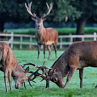 Buy canvas prints of Rutting Stags by Gerald Robinson