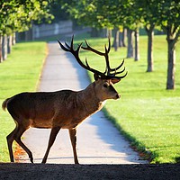 Buy canvas prints of Wild Red Deer Stag at Wollaton Hall by Gerald Robinson