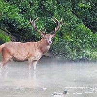 Buy canvas prints of           Wild Red Deer Stag in the Lake by Gerald Robinson