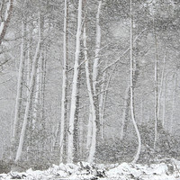 Buy canvas prints of           Snow storm in Derbyshire by Gerald Robinson