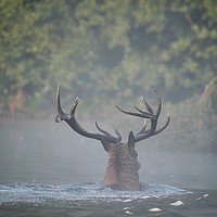 Buy canvas prints of Swimming Stag by Gerald Robinson