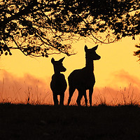 Buy canvas prints of Bambi           by Gerald Robinson