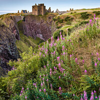 Buy canvas prints of Summer at Dunnottar Castle by Dave Bowman