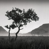 Buy canvas prints of Crummock Water Tree by Dave Bowman