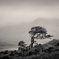 Buy canvas prints of Skye Tree by Dave Bowman