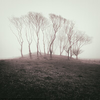Buy canvas prints of Misty Trees by Dave Bowman