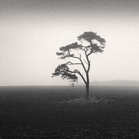 Buy canvas prints of St Cyrus Tree by Dave Bowman