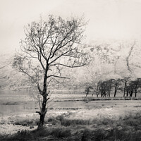 Buy canvas prints of Loch Etive Tree by Dave Bowman