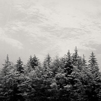 Buy canvas prints of Snowcapped Firs by Dave Bowman