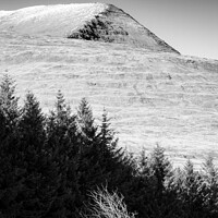 Buy canvas prints of Mull Trees and Peak by Dave Bowman
