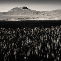 Buy canvas prints of Loch Awe Reeds by Dave Bowman