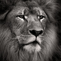 Buy canvas prints of Lion by Dave Bowman