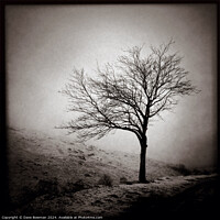 Buy canvas prints of Winter Tree by Dave Bowman