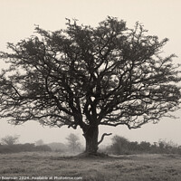 Buy canvas prints of Exmoor Tree by Dave Bowman