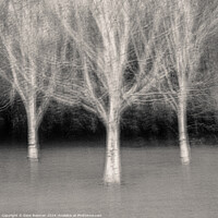 Buy canvas prints of Three Trees by Dave Bowman