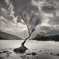 Buy canvas prints of The Lonely Tree by Dave Bowman