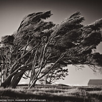 Buy canvas prints of Windswept Trees by Dave Bowman