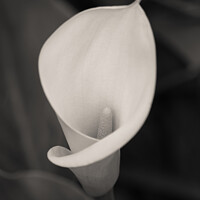 Buy canvas prints of Calla Lily Bloom by Dave Bowman
