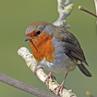 Buy canvas prints of Robin by Sarah Pymer