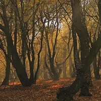 Buy canvas prints of Autumn Trees by Sarah Pymer