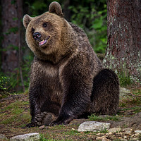 Buy canvas prints of Russian Brown Bear by Sarah Pymer