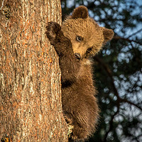 Buy canvas prints of Climbing Bear Cub by Sarah Pymer