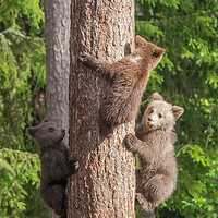Buy canvas prints of Climbing Bear Cubs by Sarah Pymer
