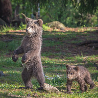 Buy canvas prints of Russian Brown Bear Cubs by Sarah Pymer