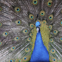Buy canvas prints of Peacock by Lynette Holmes