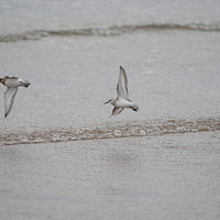 Buy canvas prints of Plovers by Lynette Holmes