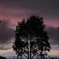 Buy canvas prints of Tree at Sunset by Lynette Holmes