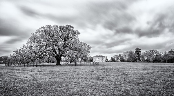  Old tree at Danson Park Canvas Print by John Ly
