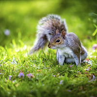 Buy canvas prints of Grey Squirrel by John Ly