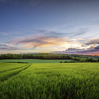 Buy canvas prints of Sunset on Wheatfields in Kent by John Ly