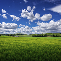 Buy canvas prints of British Countryside - wheatfields in Kent, UK by John Ly