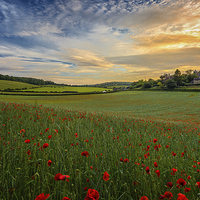 Buy canvas prints of  Sunset on Poppy Field by John Ly