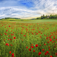 Buy canvas prints of  Sunset on Poppy Field in Kent by John Ly